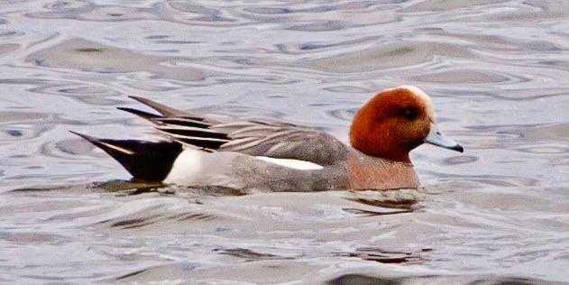 David Mozzoni / Macaulay Library at the Cornell Lab of Ornithology (ML283600881) Rare winter visitor to Salter Grove